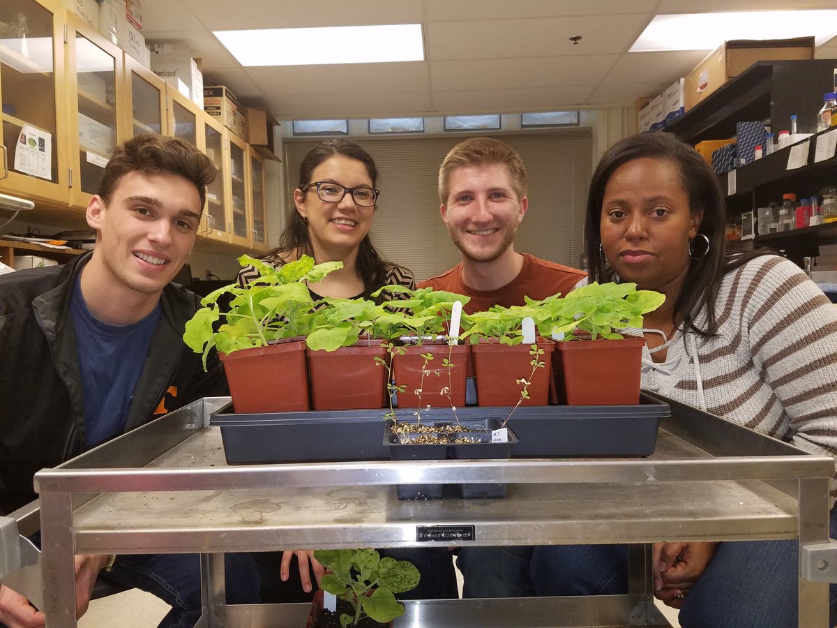 PD_lab_DDPSC's tweet photo. All smiles after a successful Research Day. Graduate students @BrandonReagan9 and @jessicaec4522 along with undergraduate @alexsarno32 shared the awesomenes of plants with high school students and their parents @UTKnoxville @UgradResearch https://t.co/aXo8NQCGBb