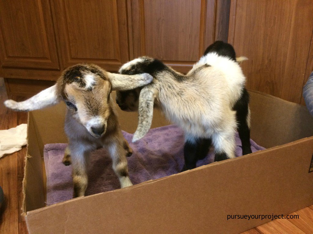 Let’s Try Raising Baby Goats pursueyourproject.com/lets-try-raisi…