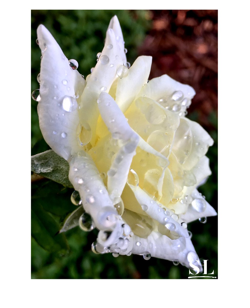 slgparrish's tweet image. “GLISTEN” @hiltonhotels  @marriotthotels @FringeOKC @ArtSantaFe @artsandiego_ @WomenEnt @OklahomaToday #okeeffe #simplysantafe #slgparrish #PhotographyIsArt #photographer #photography #austintx #austinart #dallasart #artlife #nature #flowerphotography #Spring #loyalty #mytribe