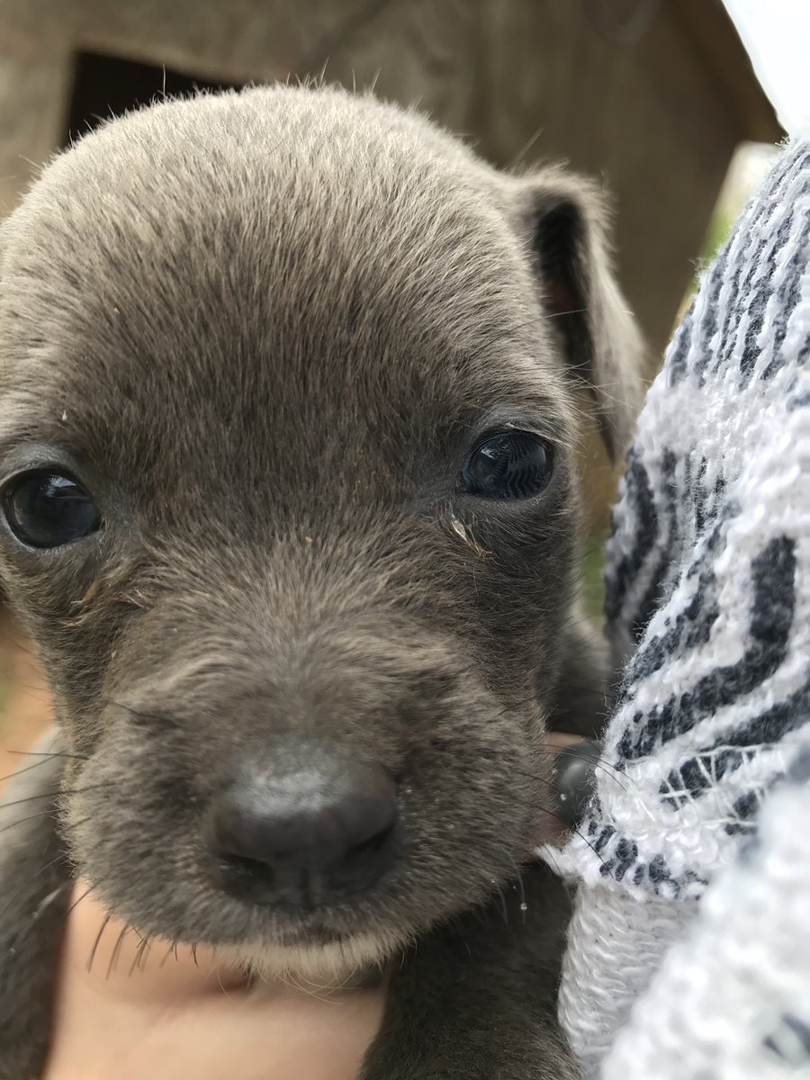 Someone convince Phillip to let me have this baby 😭