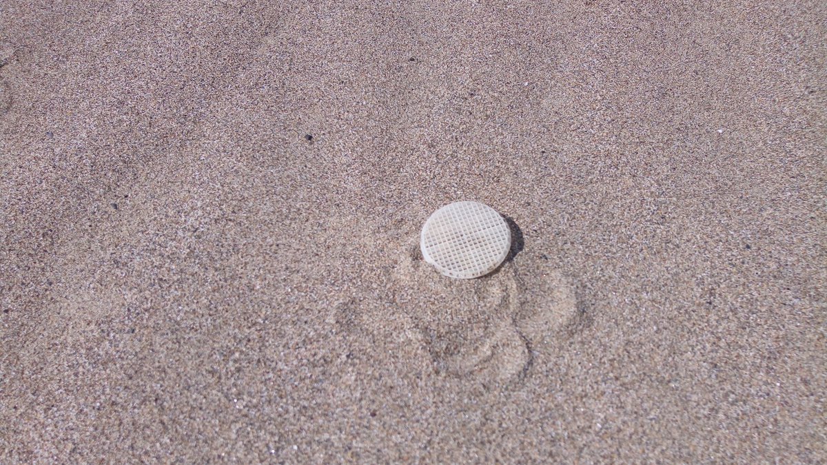 Prima ricognizione alla ricerca dei dischetti #CleanSeaLife

Nel pomeriggio tartAmare farà un sopralluogo in Feniglia e domani nella zona di Roccamare e Punta Ala 
<a href="/ComuneGrosseto/">Comune di Grosseto</a> <a href="/della_Pescaia/">Castiglione</a> <a href="/elena_nappi/">Elena Nappi</a> @ChiaraMancino93