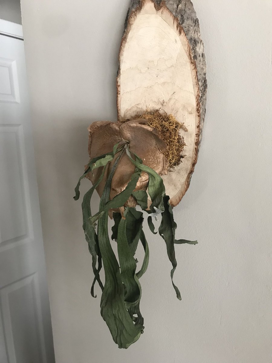 jennypeters's tweet photo. @ShopBachmans Is there any hope left for this sad stag’s head fern? Black thumb strikes again https://t.co/6hxg1K12lr