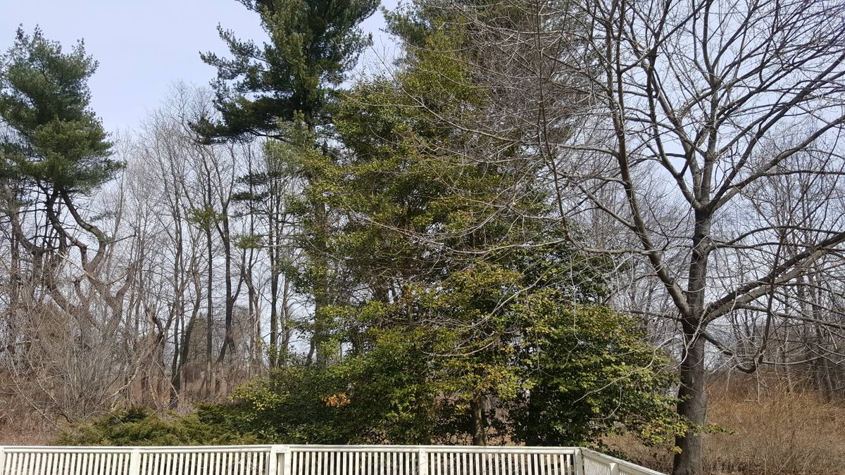 TamiZawistowski's tweet photo. Mockingbirds have returned to our big American Holly tree after a year's hiatus. This is our 16th spring here and they've only skipped one year nesting there. It's a formidable shelter. #springfinallyhere #theyreback #welcomehome #ctbirds https://t.co/Uvd2g343Pa