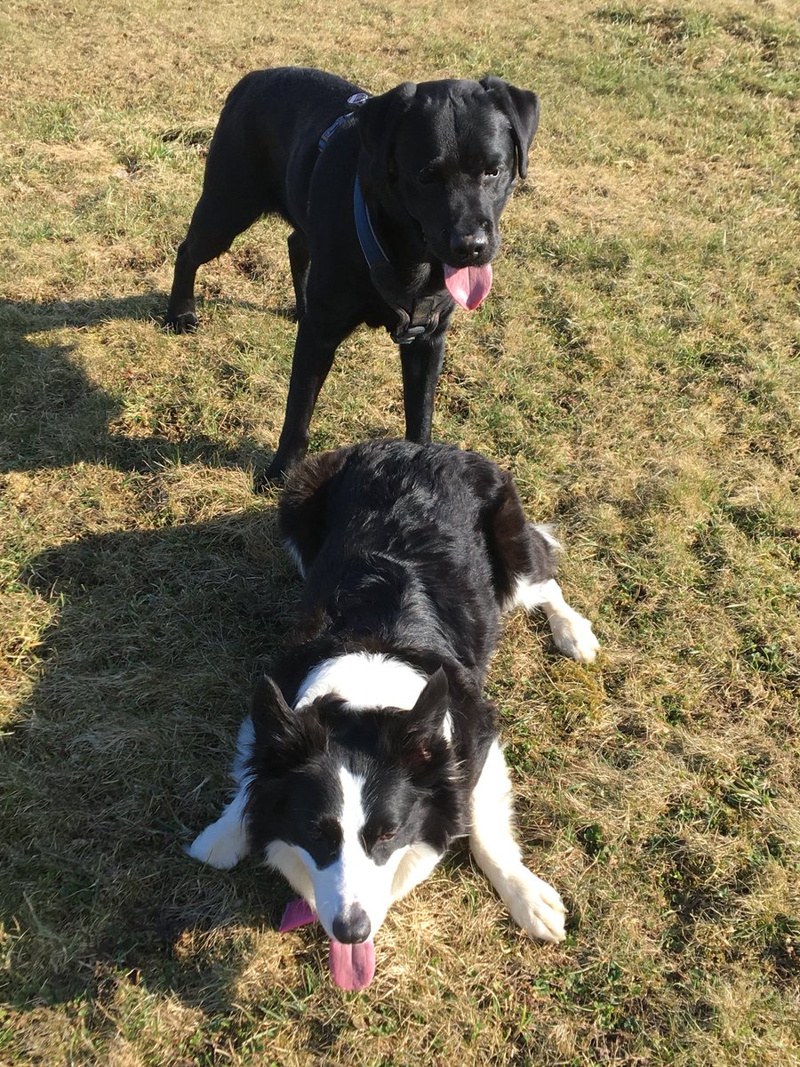 CbhTt's tweet image. @BanditRobinHood Was machst Du da hinter mir? 👀
#BorderCollie 
#Labby