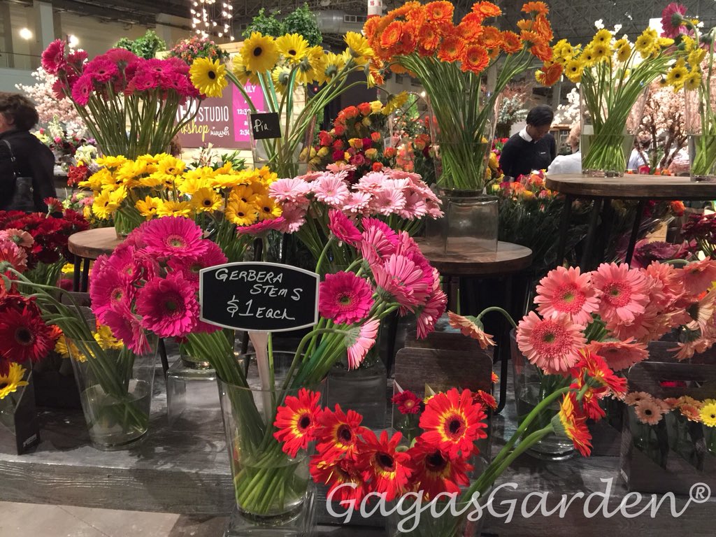 gagasgarden's tweet photo. Step Into My World on ‘Sexy Rexy’ @ChicagoFlower
#JacksonandPerkins #MyJPRoses #chicagoflower https://t.co/iSKwj8DWRE