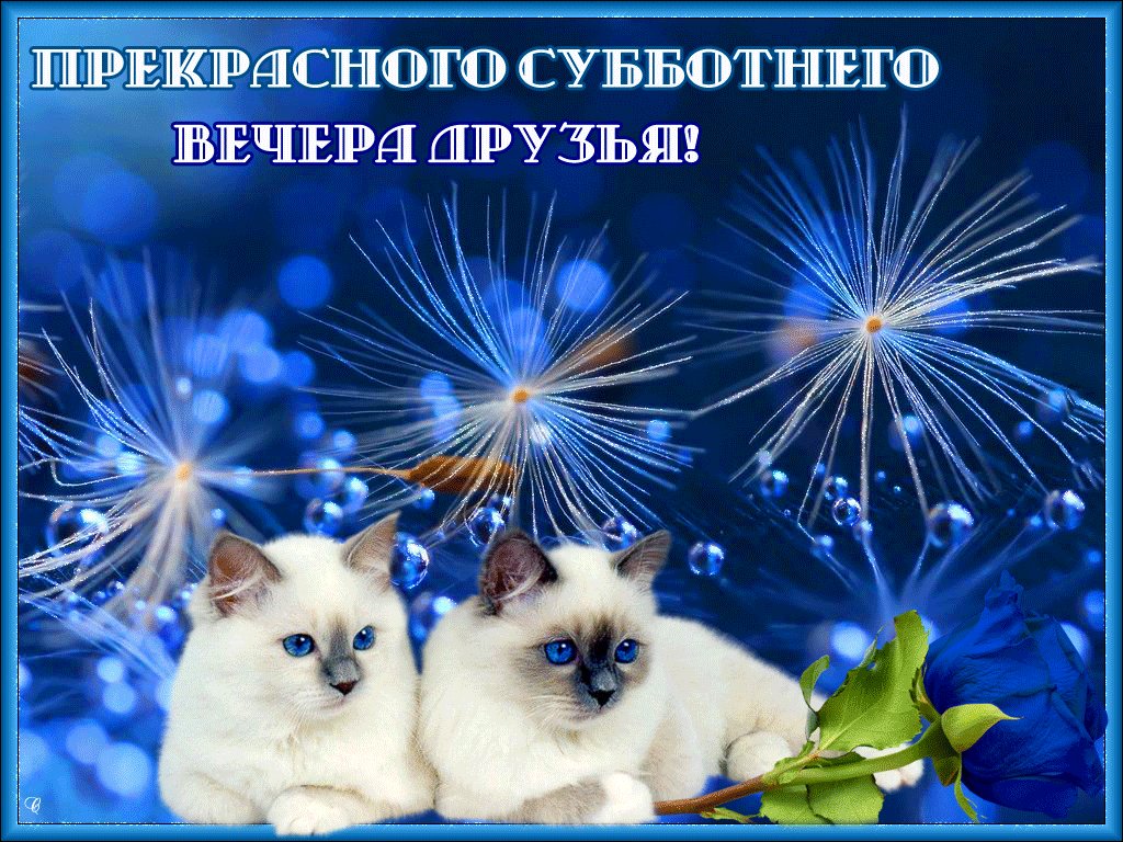 Приколы картинки с надписями смешные добрый вечер