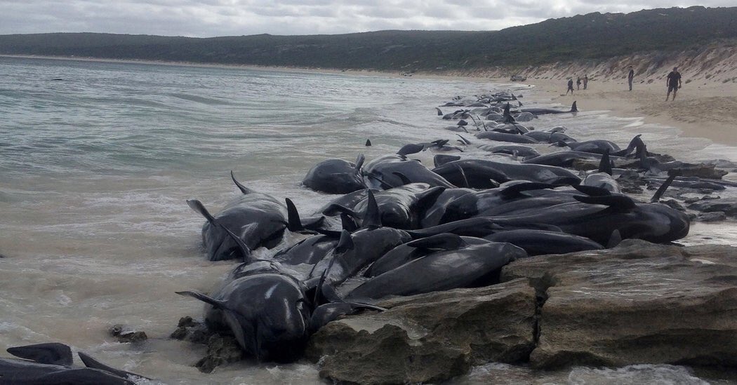 #ÚLTIMOSEGUNDO: Hallan a más de 150 ballenas atascadas en la orilla de  #HamiltonBay, #Australia. Solo 6 sobrevivieron.