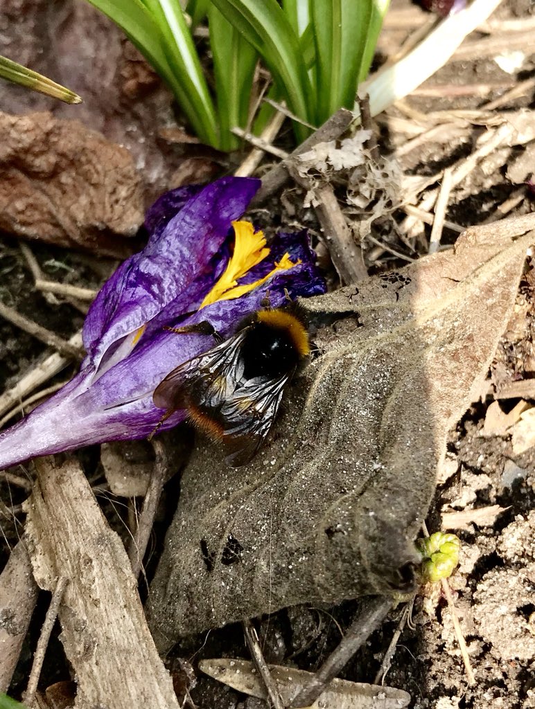 Maarten Veldhuis 💬 tweet media