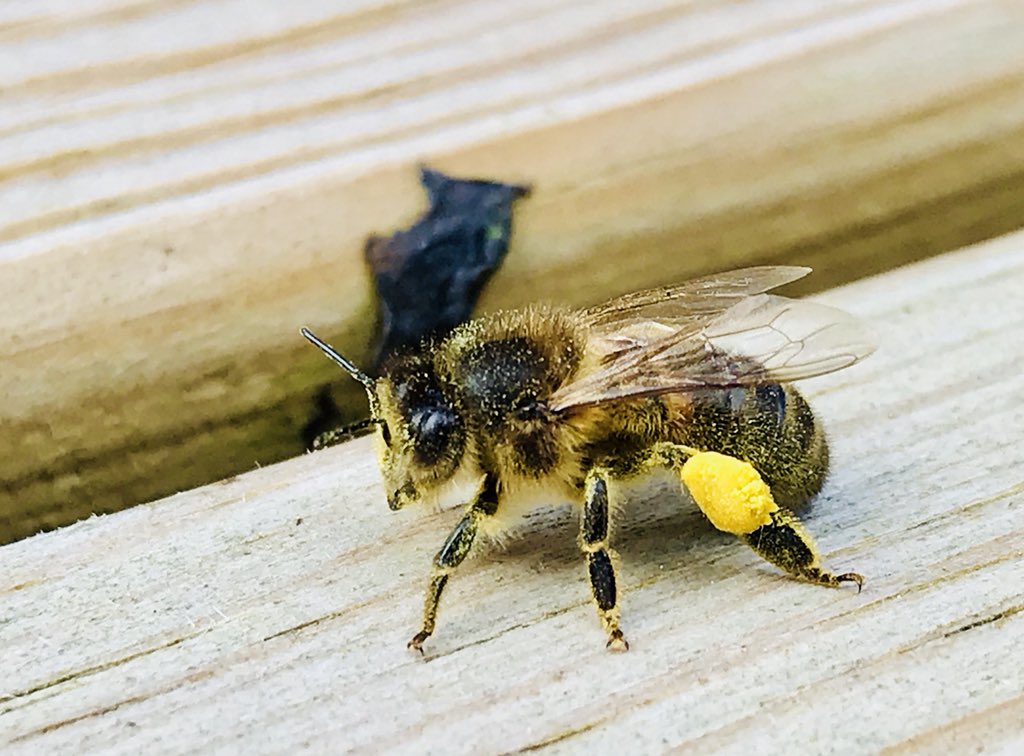 Maarten Veldhuis 💬 tweet media