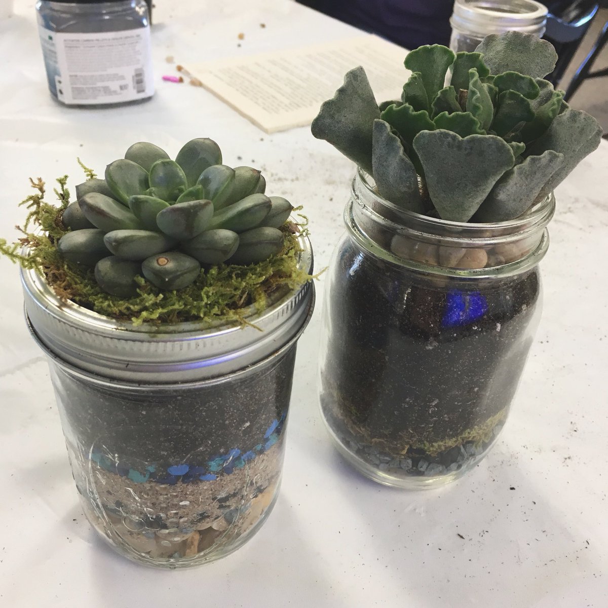 Hosted the cutest terrarium workshop for our teen program this morning. Super easy and relatively cheap! #librarylife #teenprograms