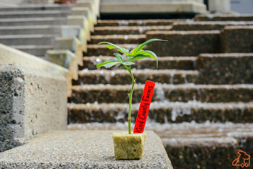 kindcourier's tweet photo. Locally grown and available ONLY through https://t.co/yhcLJVlqor
.
Licensed cannabis delivery service in the SF Bay Area. Open to the Public 21+
.
#weedpic #weedlove #instaweed #flower #green #naturalmedicine #embarcadero #missiondistrict #downtownsf #marina #unwindwithkind https://t.co/gwVYF0rdFB