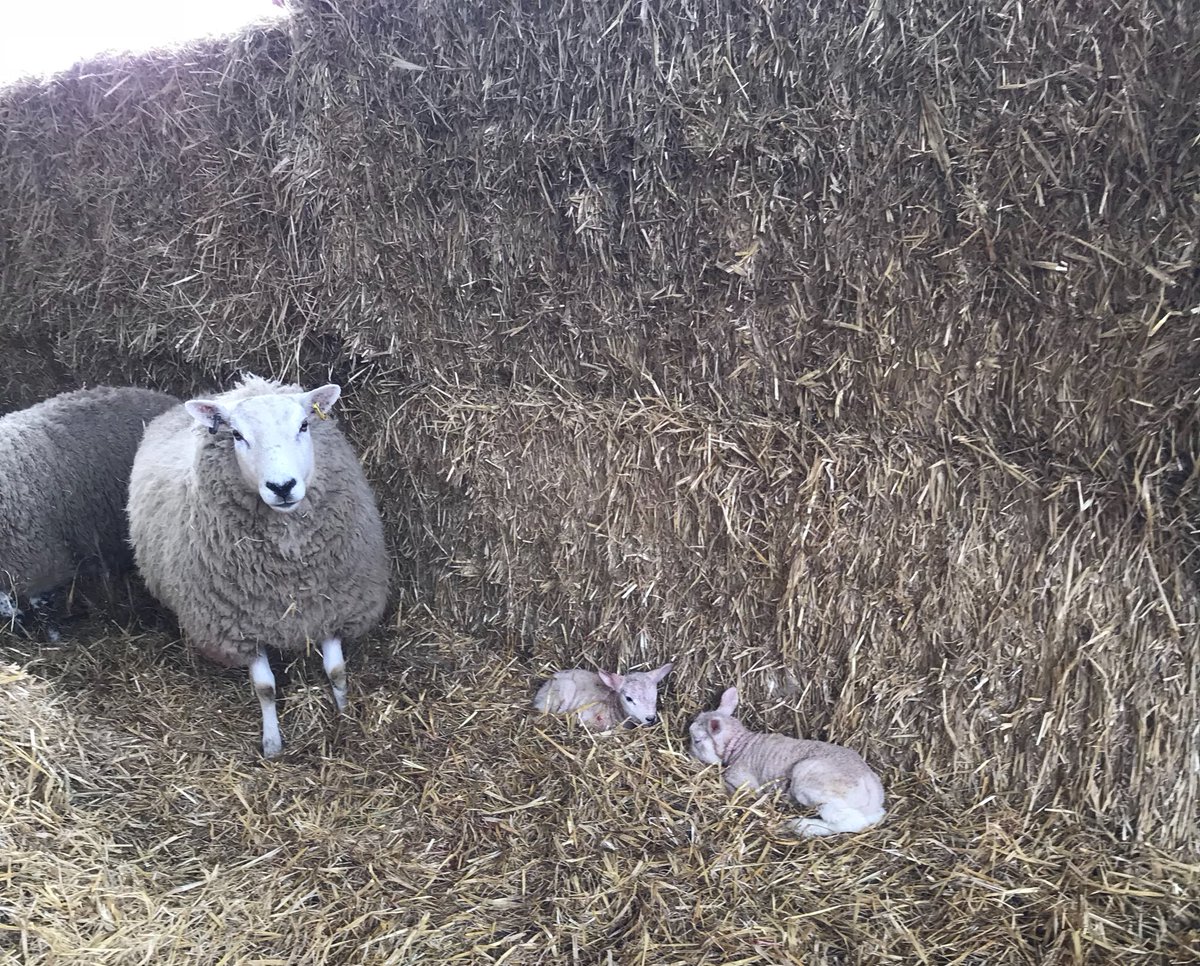 squeasy_louise's tweet photo. It has begun! #lambing18 #northyorkshire #firstlambs https://t.co/hEKJB5VRyD