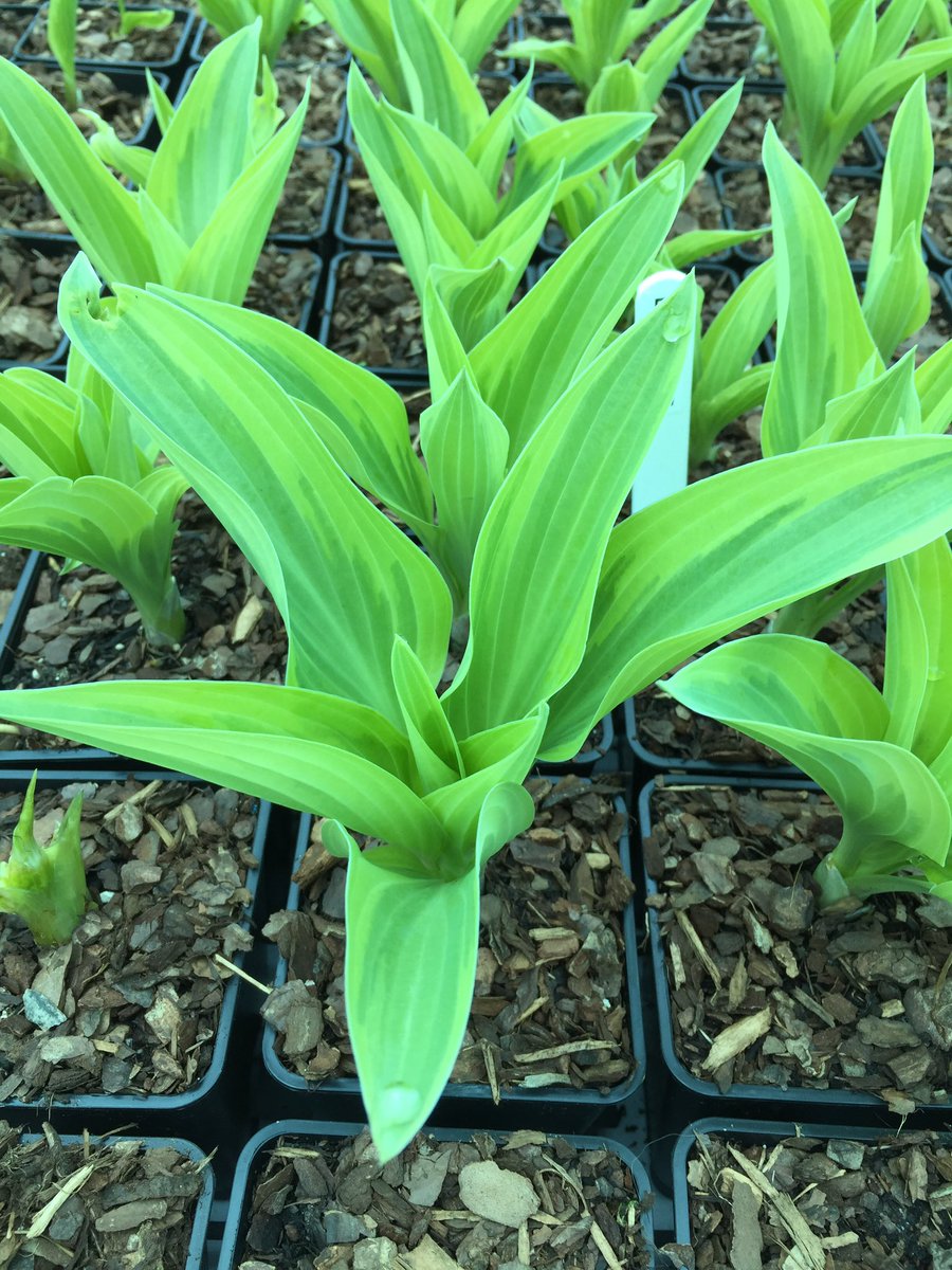NewForestHostas's tweet photo. Just a few of our hostas we are getting ready to take to @CwllGardenSoc spring show. 2 weeks to go, come on boys get a move on ☀️🌧 #hostas #NewForest #hostasonline #ukgrown #Cornwall #hostaspecialist #plantsforshade #ukhostasupplier https://t.co/QjBNidI2Ni