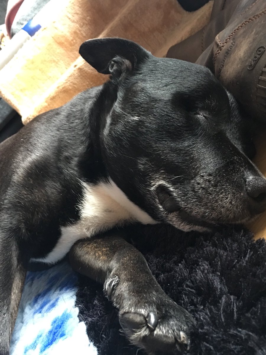 CanisMassage's tweet photo. #Bronx #SBT #Staffordshirebullterrier #massage #lovedogs #dogsoftwitter This older gentleman enjoyed his Massage session today ☺️ https://t.co/UXSUywmaQF