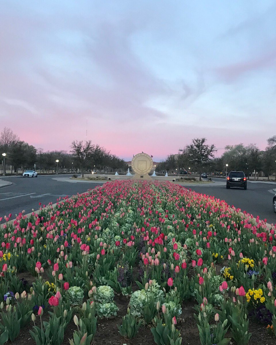 sdarockr's tweet photo. My school is so pretty 😩 #ttu #texastech #texastechtulips https://t.co/LYkdmF4KrF