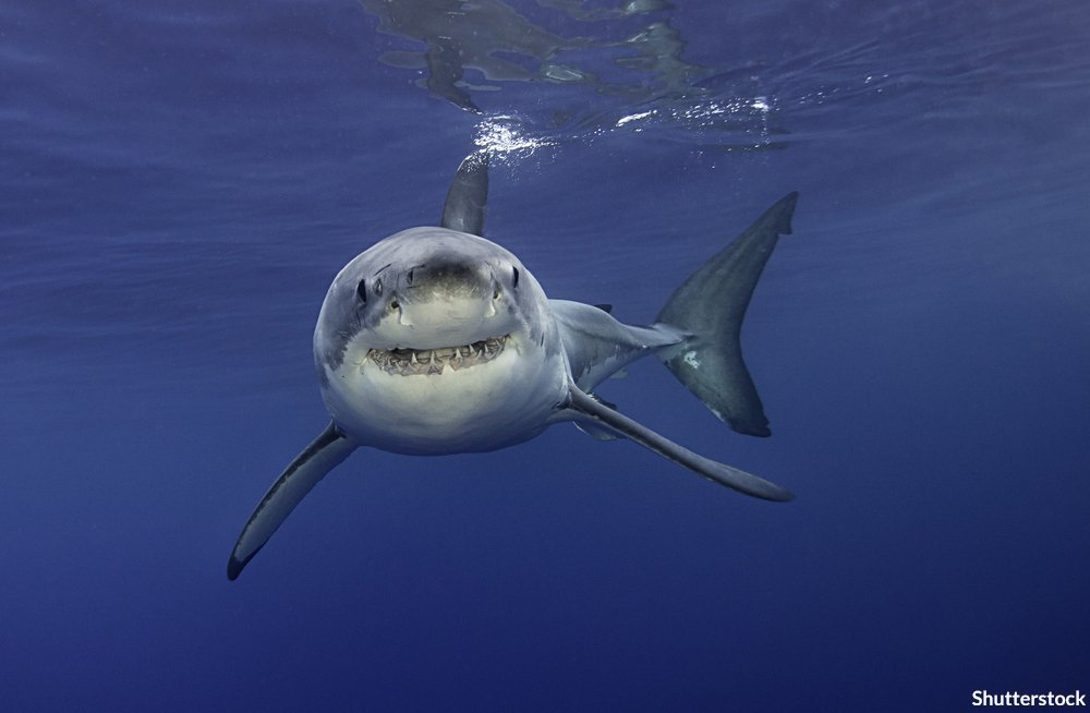 Oceana on Twitter "The largest predatory fish in the world capable