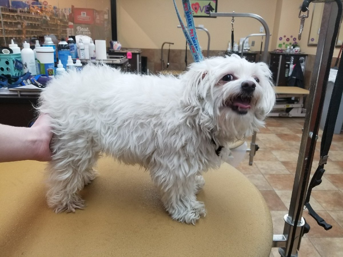 Jack Frost is feeling great after his Extreme Makeover with Marissa! #1098 #NYC #northeastgrooming