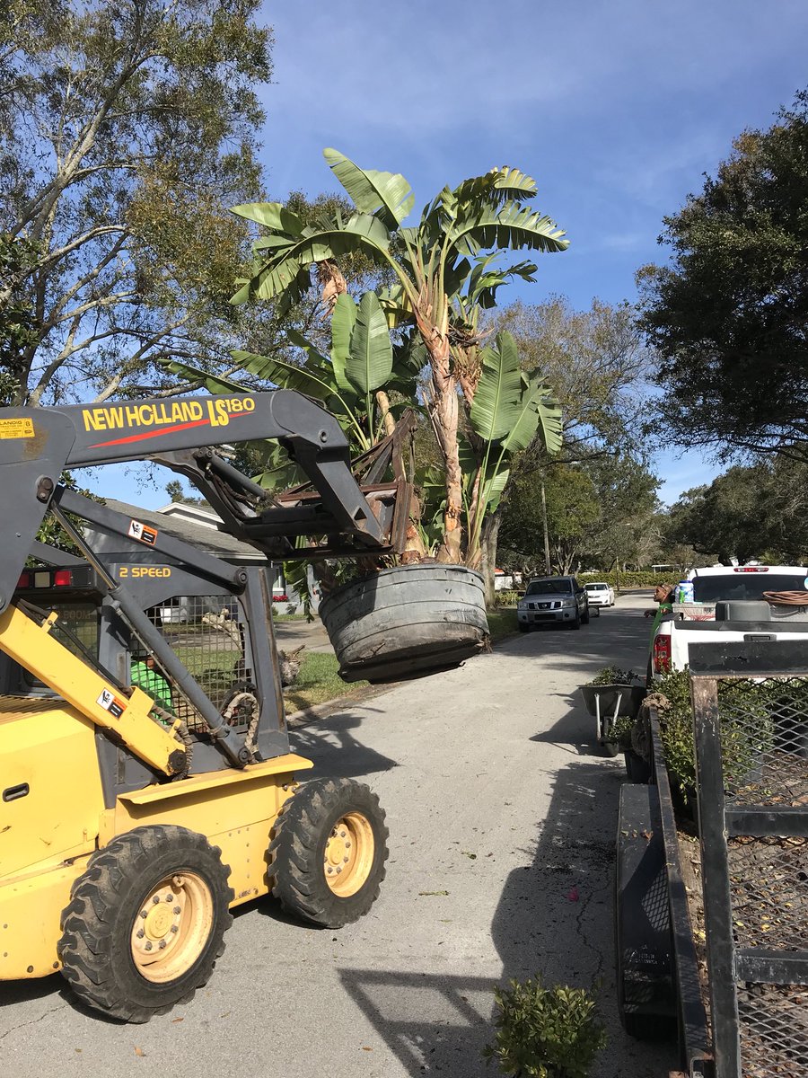 Beautiful bird of paradise being installed in sunny #clearwater #Florida! #rwilliamsonlandscape