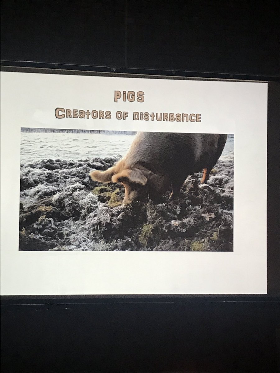 NicholasPackham's tweet photo. @KneppSafaris Penny Green talking @savebutterflies #BC50th about rewinding, introducing grazers for benefit of #butterflies and how important pigs are at creating ideal conditions https://t.co/k6iuoLQvPN