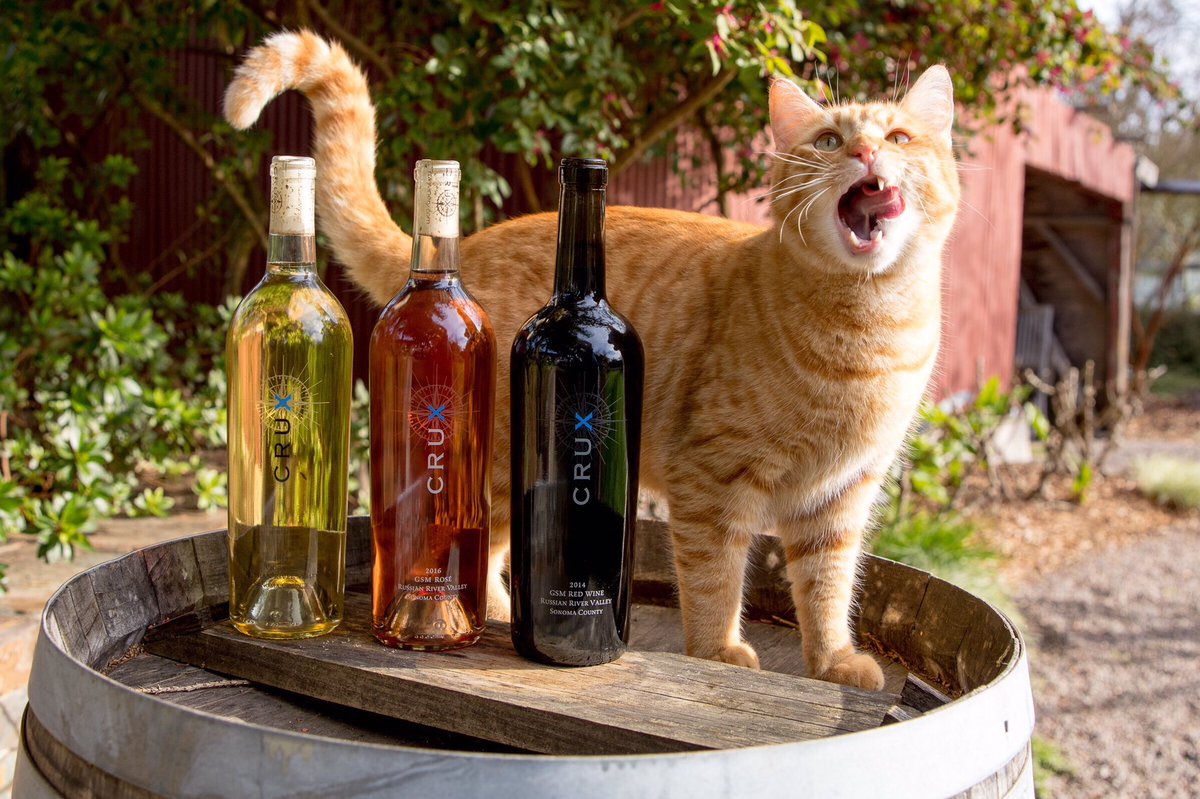cruxwinery's tweet photo. Happy Caturday from Windsor. Oscar strutting his stuff and letting you all know the weather this weekend is looking good for wine tasting. Come on up.
#cruxwinery #wine #winelover #caturday #catsoftwitter #catsofwine #winecat #rhonerangers #sonomacounty https://t.co/oBAPupo2ch