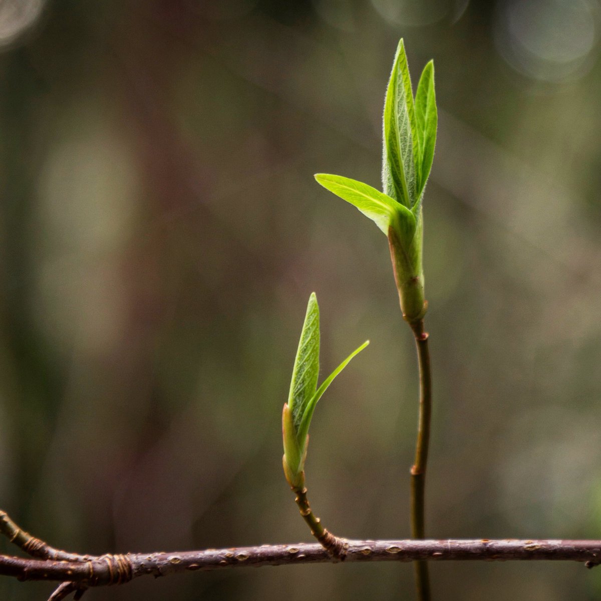 c0pelaf's tweet photo. Delicate spring emerging. 
🌱
#Spring #SpringHasSprung #Bellingham #PNW #Washington #TravelAwesome #PNWonderland #PNWPride #BellinghamExperience #Wander_Washington #LiveWashington https://t.co/a17MPPfbBa