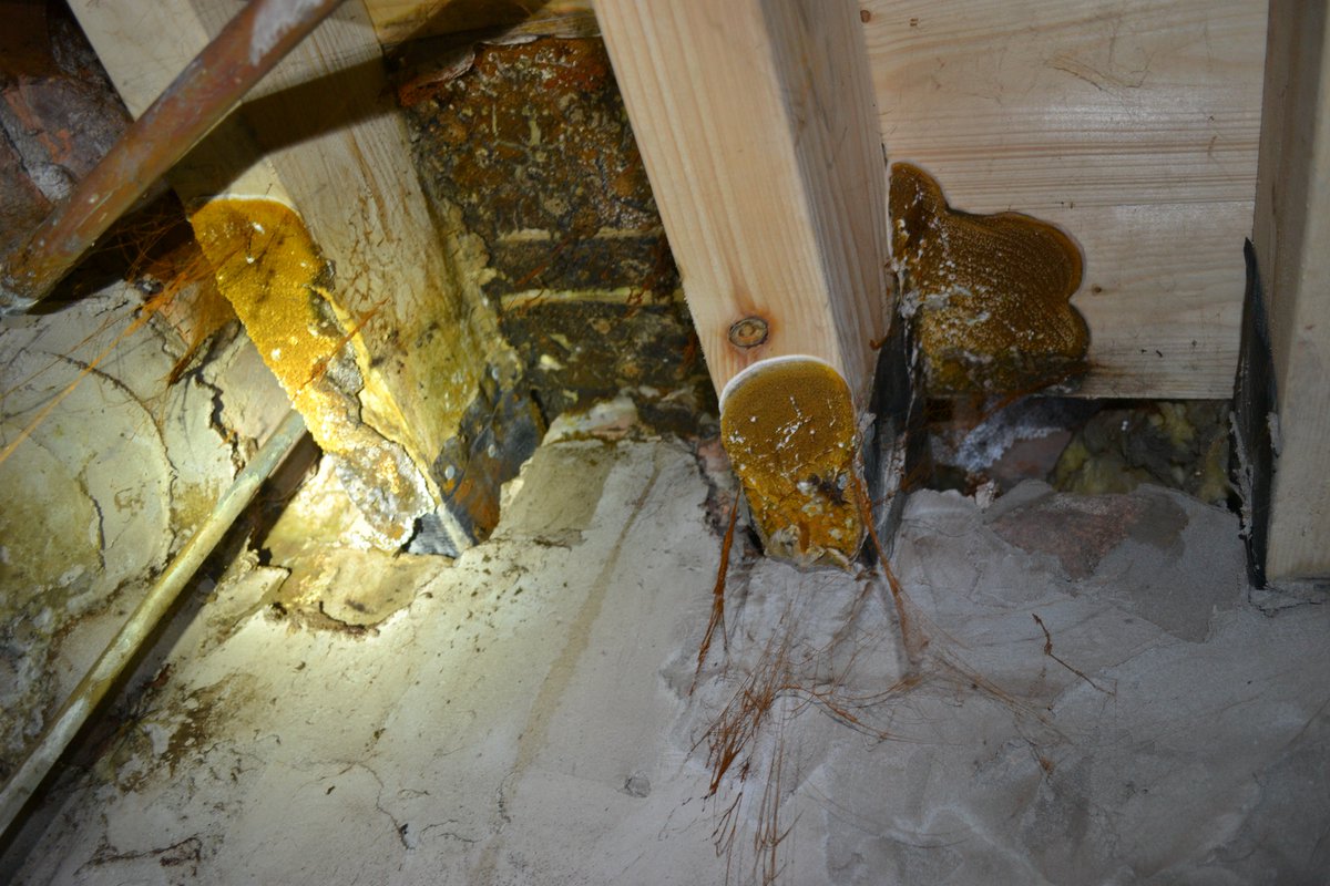 gfleming_2212's tweet image. Inspection in Manchester yesterday with @PeteWard7 - Dry Rot outbreak from two leaking gullies which were fixed by the insurance company but they didn't consider sub-floor ventilation when they replaced the floors the 1st time. #Decay #poorworkmanship #dryrot