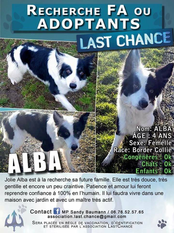 10+ Beau Famille D Accueil Animaux Toulouse