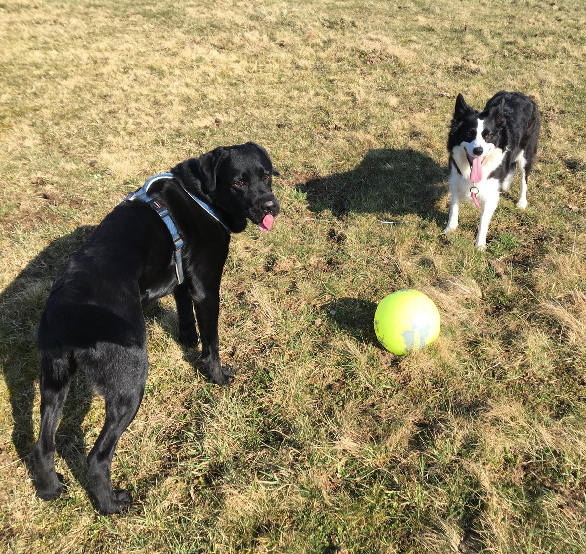 CbhTt's tweet image. Jemand Lust auf kicken? @BanditRobinHood 
#Ball ⚽️
#BorderCollie 
#Labby