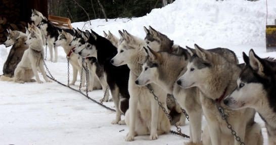 cococookie01's tweet photo. Ready for the off...... 🐶🐶🐕🐕🐕 #Huskies #siberianhuskies #huskyteam https://t.co/Vj2Kr7o3dY