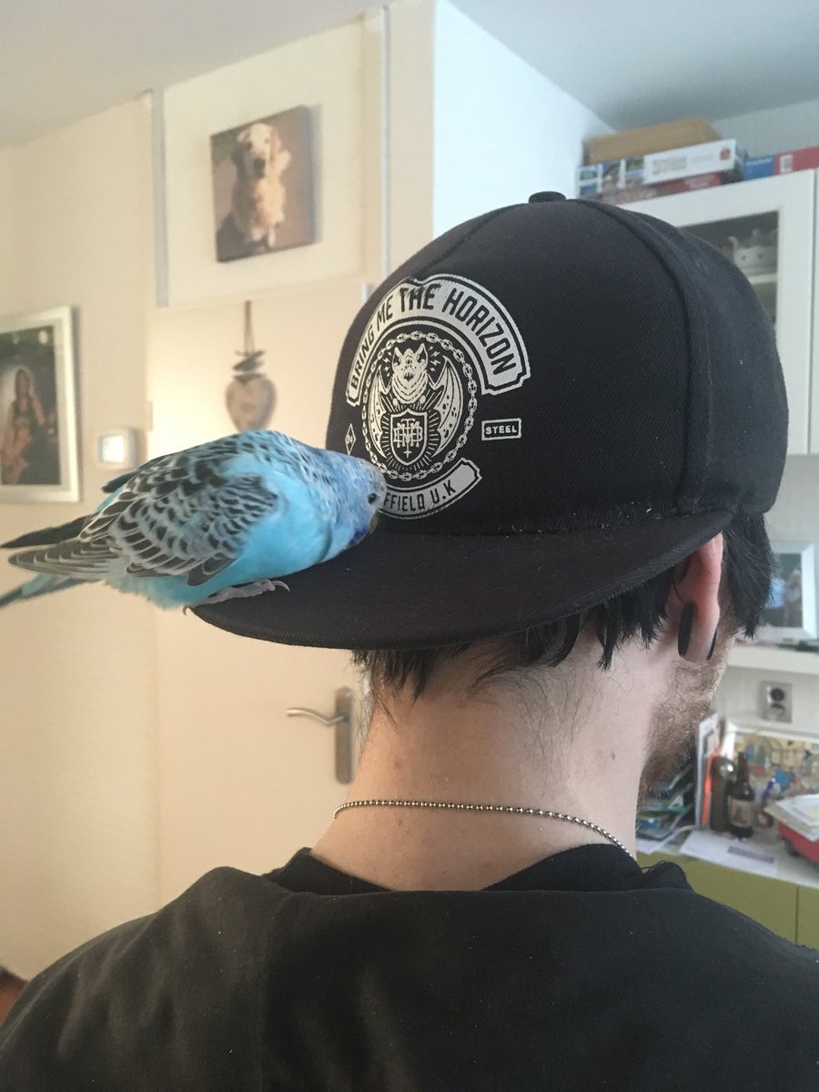 When you taught your bird well! True <a href="/bmthofficial/">Bring Me The Horizon</a> fan, smallest one probably🖤