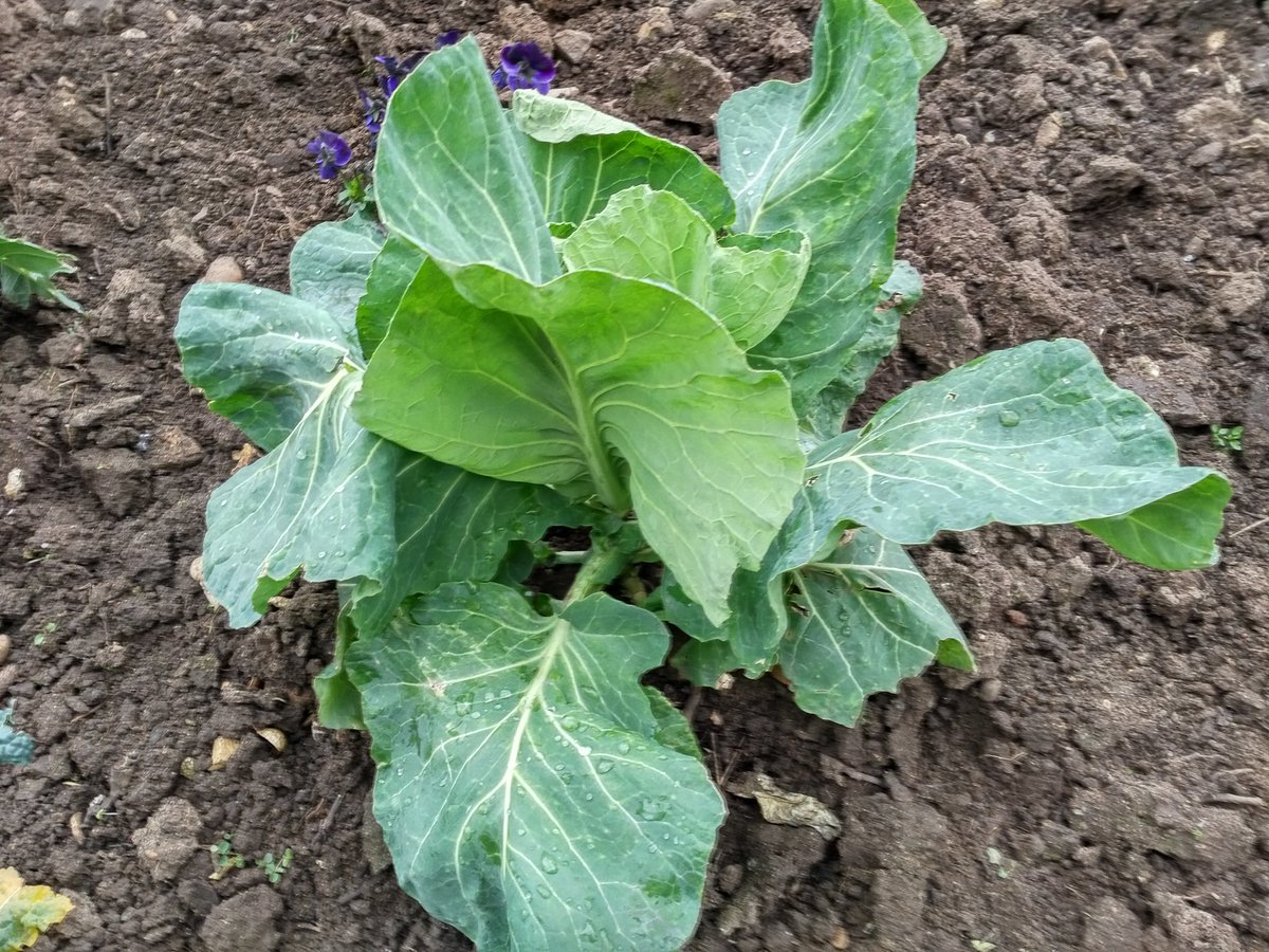 GuerrillaGO's tweet photo. Fresh #veggies in #GospelOak. Give it another 4 weeks &amp; feel free to harvest some cale. Good reason to visit #QueensCrescent market close by. Thank you to #AchiuArt our great local #ArtDuo to take so great care on our #GuerrillaGardening. Join @MarxdeMorais to #GreenUp2CleanUp https://t.co/LbxfHNTOMA