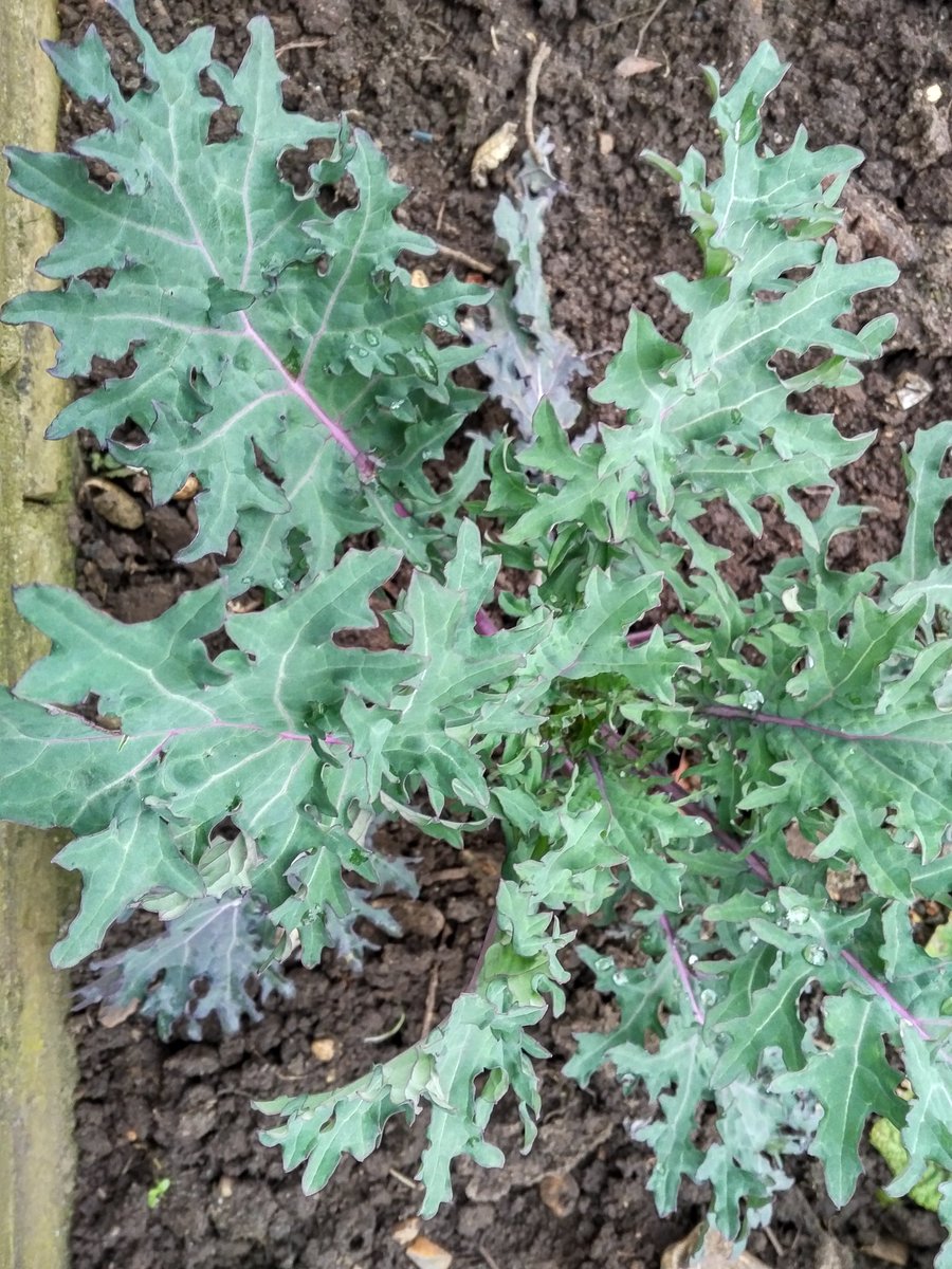 GuerrillaGO's tweet photo. Fresh #veggies in #GospelOak. Give it another 4 weeks &amp; feel free to harvest some cale. Good reason to visit #QueensCrescent market close by. Thank you to #AchiuArt our great local #ArtDuo to take so great care on our #GuerrillaGardening. Join @MarxdeMorais to #GreenUp2CleanUp https://t.co/LbxfHNTOMA