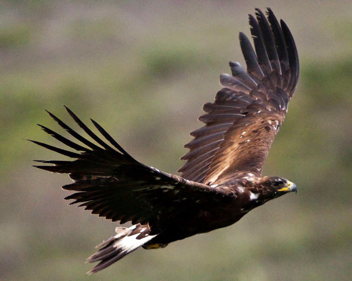 Denali National Park On Twitter Denalis Migratory