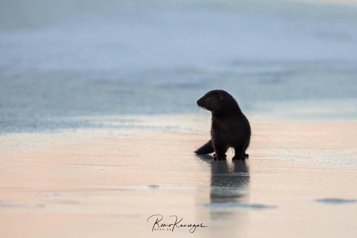 remokuningas's tweet image. American mink on orange ice at sunrise

reku.ee

#nature #wildlife #outdoors #Estonia #eesti #winter #ice #reflection #sunrise #orange