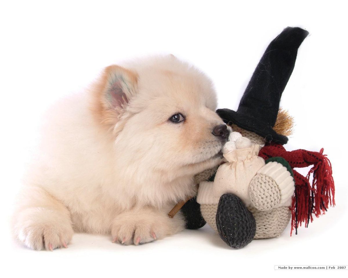 guruhulan's tweet photo. #NationalPuppyDay  🐩🐕 #cute😊puppies https://t.co/aNaplGFjOF