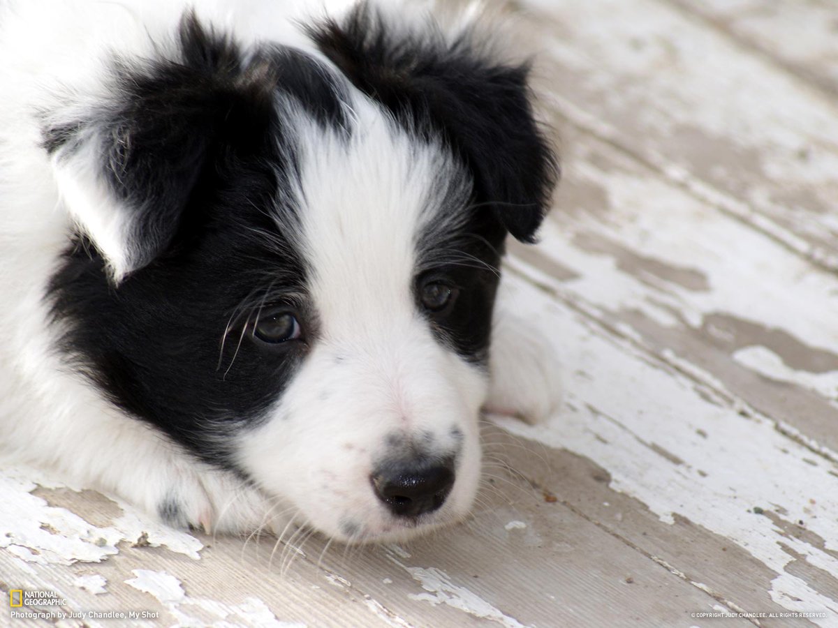 guruhulan's tweet photo. #NationalPuppyDay  🐩🐕 #cute😊puppies https://t.co/aNaplGFjOF