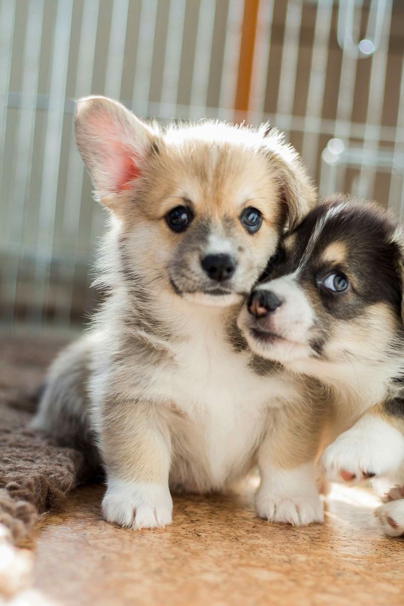 guruhulan's tweet photo. #NationalPuppyDay  🐩🐕 #cute😊puppies https://t.co/aNaplGFjOF