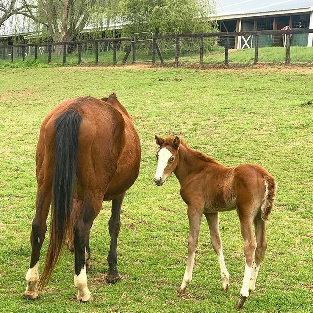 theenglishr's tweet image. I am in 💗 wit this little nugget @cedarhill_farm_inc. #foalsofinstagram #foal #2weeksold ift.tt/2pC0E9I