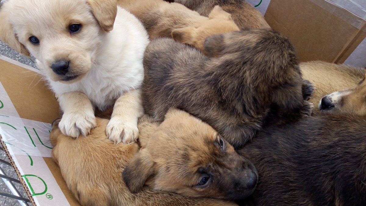 metaanto's tweet photo. Appello ai milanesi, stamattina una cara amica ha trovato 11 cuccioli ,Li abbiamo portati al parco canile di Milano in via Aquila 81 ( sanitario) . Sono piccoli e bellissimi. Adottateli https://t.co/Cvp2SEKQhj