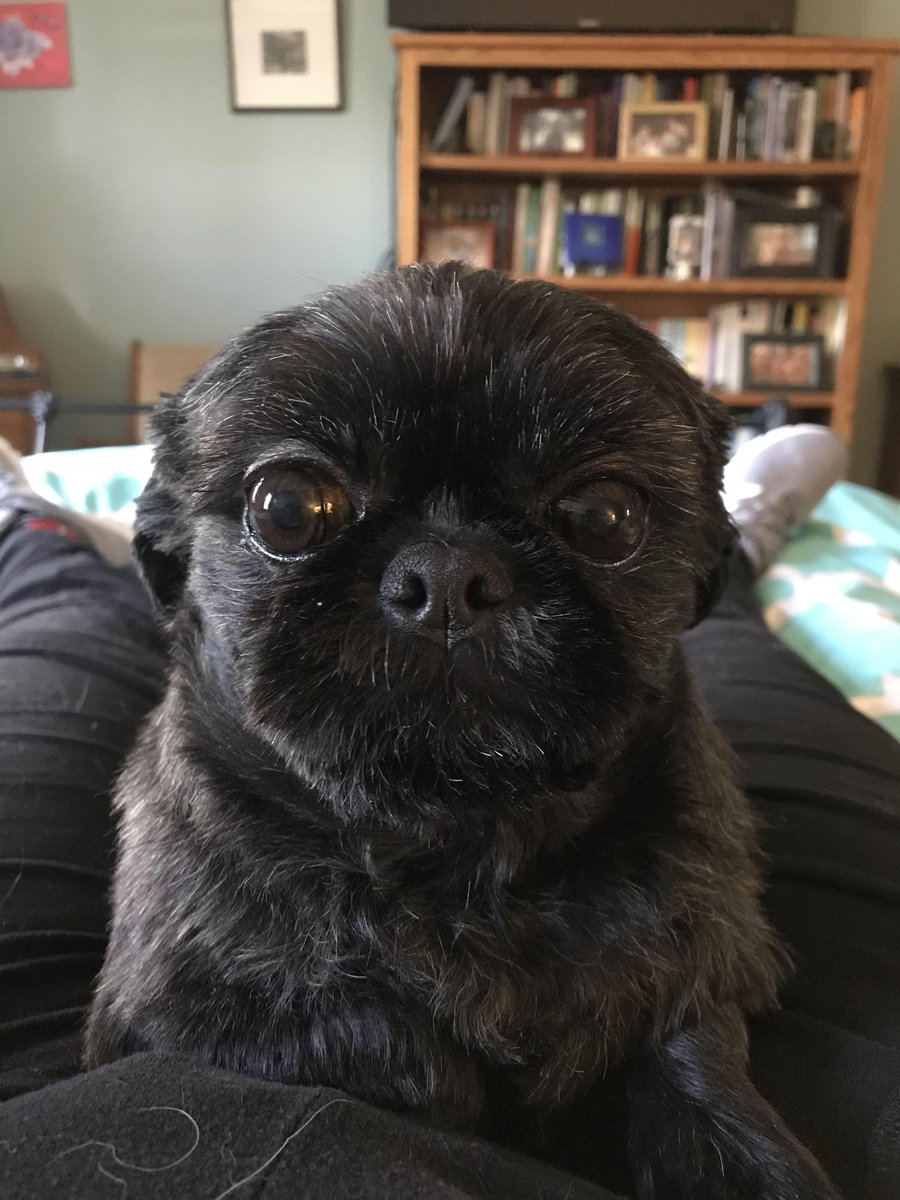 ShihtzUuuu's tweet photo. Velveteen bunny #mrsgrumbles #ShihTzu https://t.co/tP2oaceLYQ