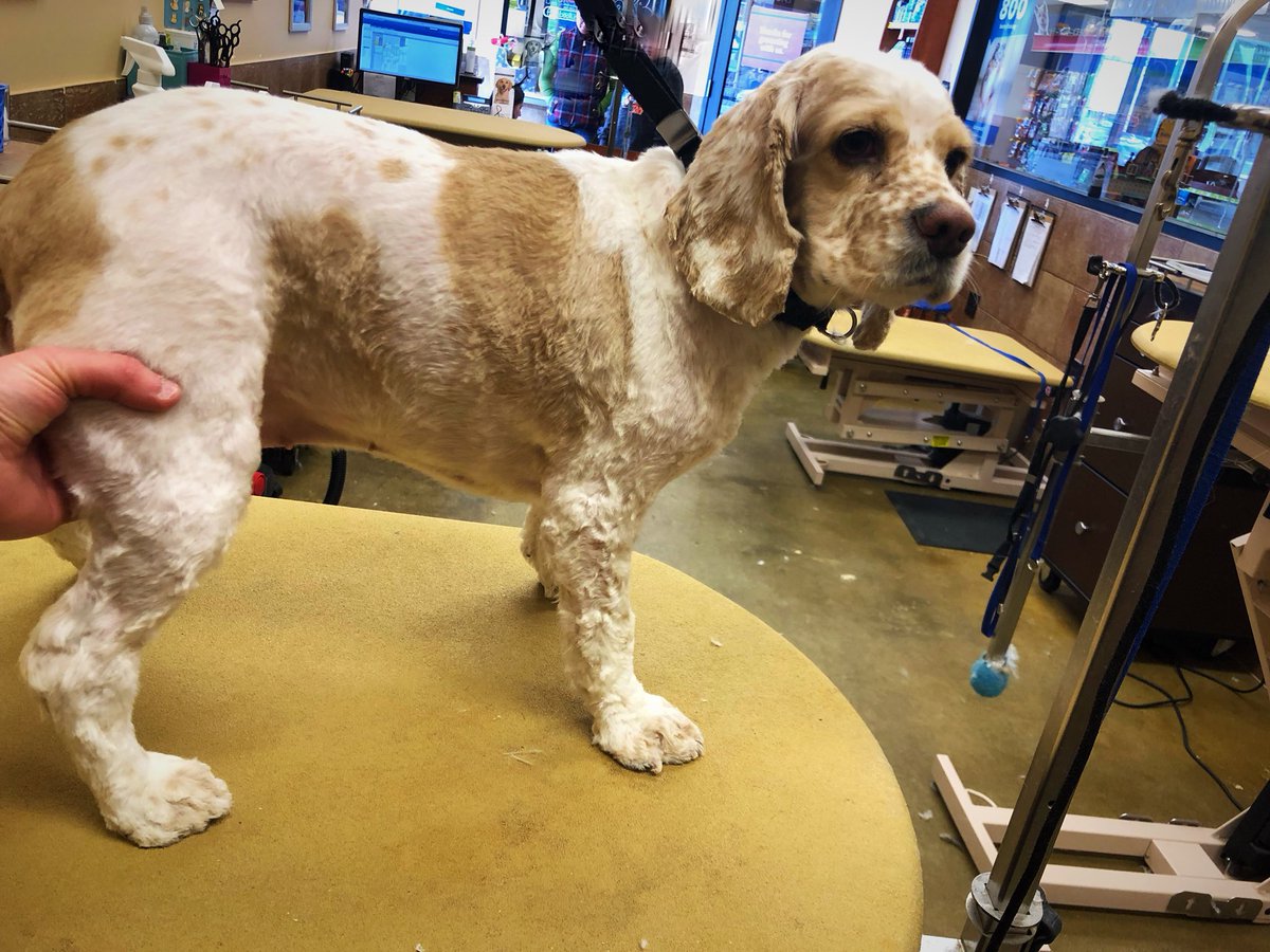 petsmart2480 tweet media