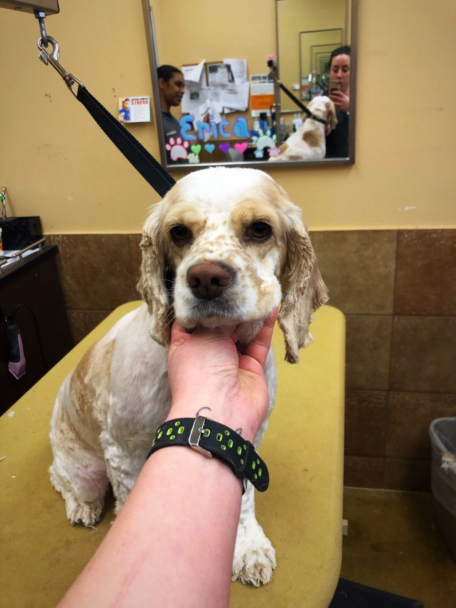 petsmart2480 tweet media