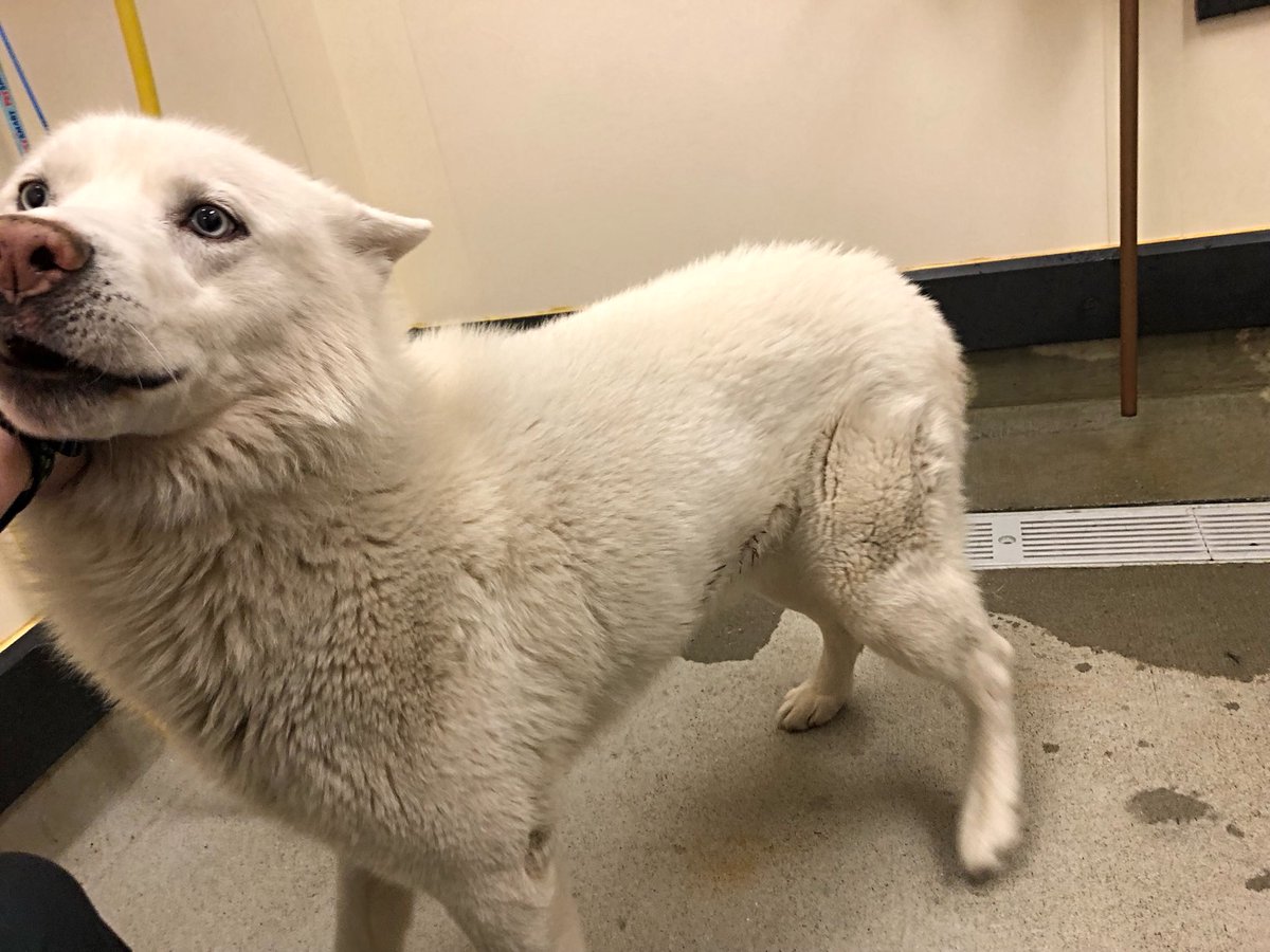 petsmart2480 tweet media