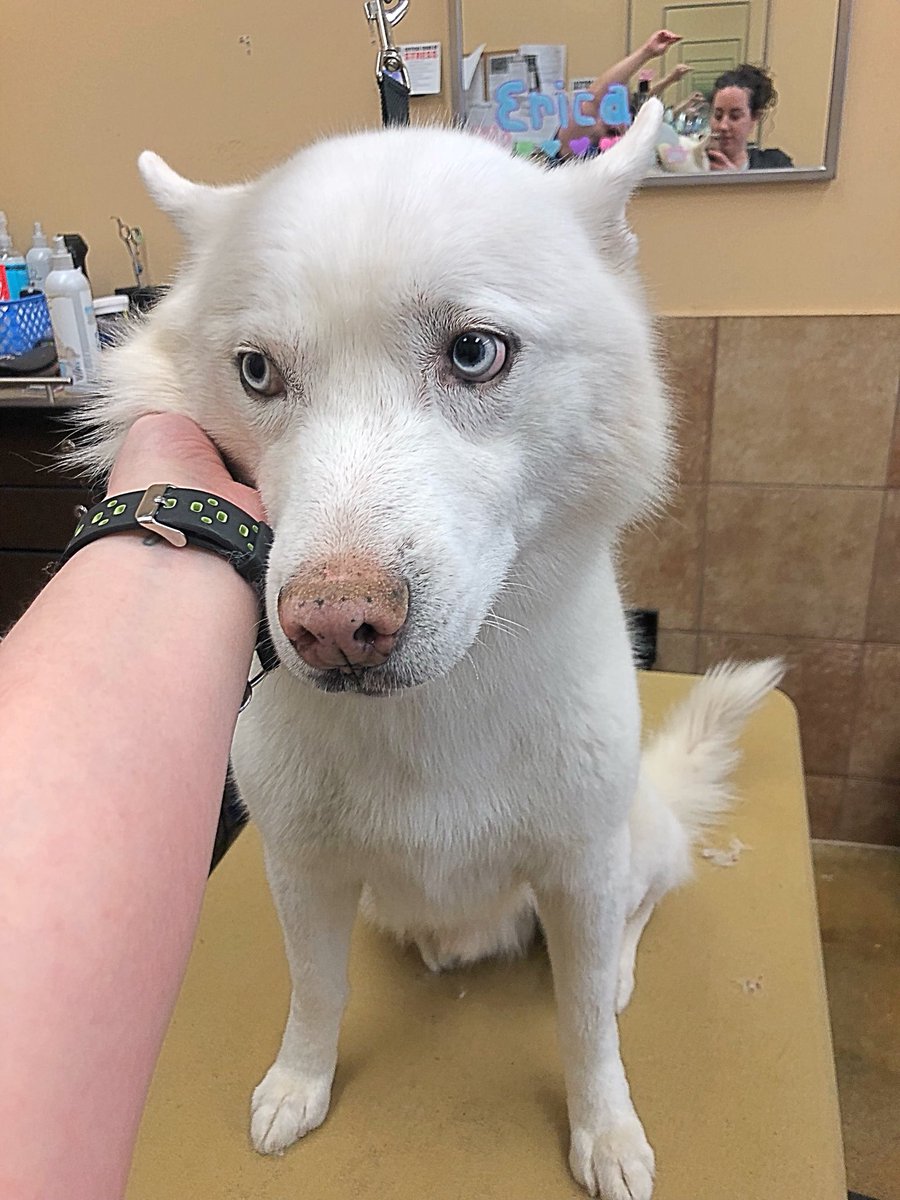 petsmart2480 tweet media
