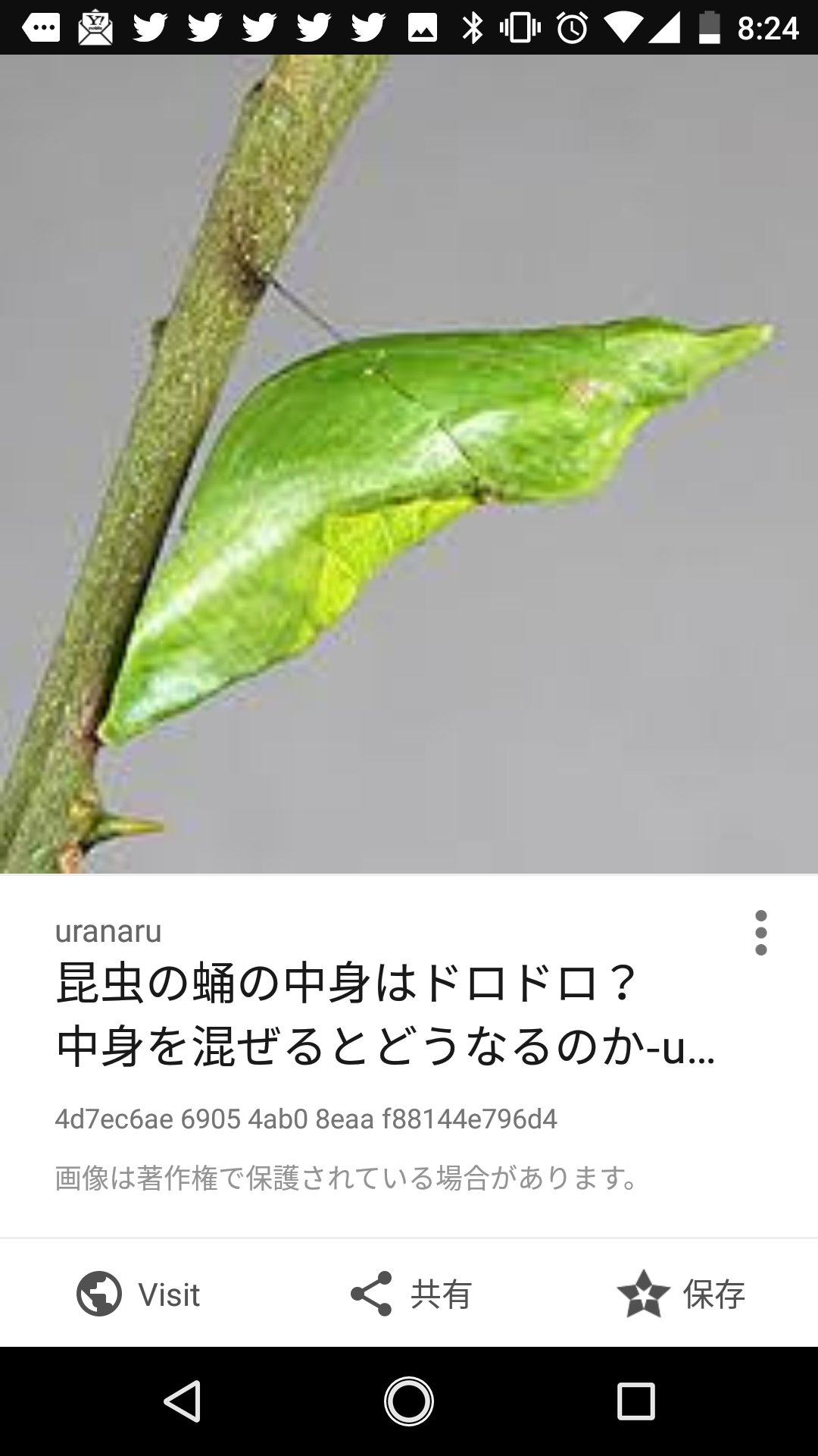 17nana0902saturday 小学生の頃 を 思い出していた ポケモン 図鑑 T Co Xsofctyzoe 通りに No 001の フシギダネから始まって 今日で16匹目 実際に 学校 で 蝶々 蝶 を モンシロチョウ を飼育していたのを思い返し