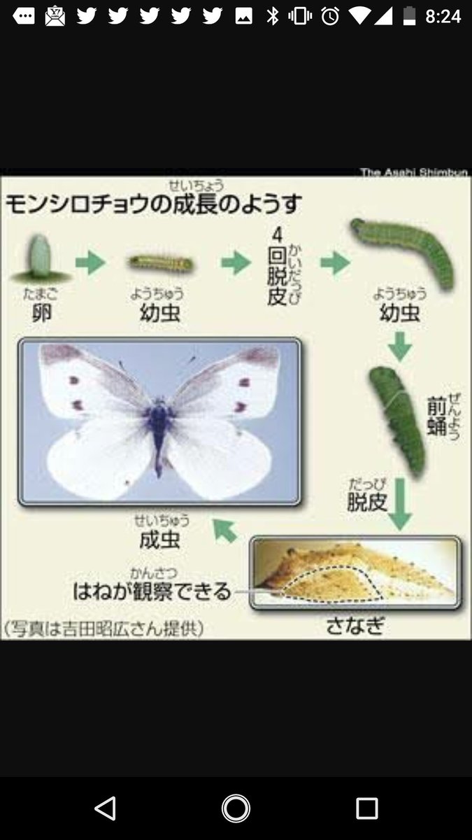 17nana0902saturday Na Twitteru 小学生の頃 を 思い出していた ポケモン 図鑑 T Co Xsofctyzoe 通りに No 001の フシギダネから始まって 今日で16匹目 実際に 学校 で 蝶々 蝶 を モンシロチョウ を飼育していたのを思い返し