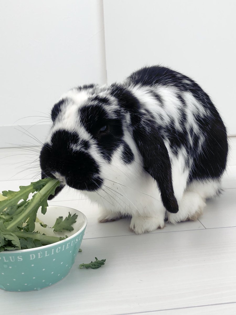 さぁ 保護したウサギさん 2日目 スヌーピー の家で寛ぎ 近寄ると手をペロペロ舐めてくれました 保護期間中ずっとこの部屋も可哀相だし かといって新しくゲージ買うのも 実家にある犬用ゲージ使おうか とりあえずチモシーは買いに行こう 迷子