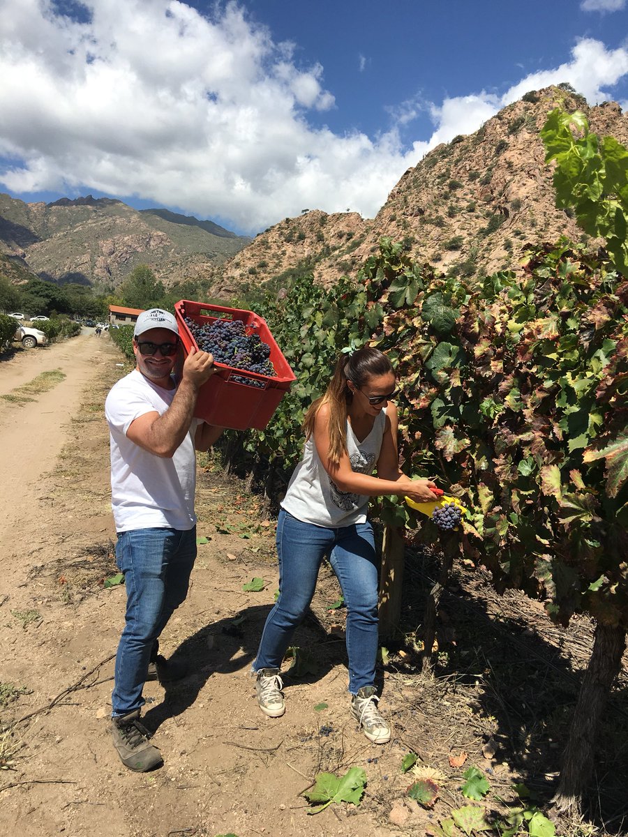 vickybrichetto's tweet photo. #vendimia2018 en #FincaLasNubes #Cafayate #Salta #Argentina https://t.co/1SGzUnJiWk