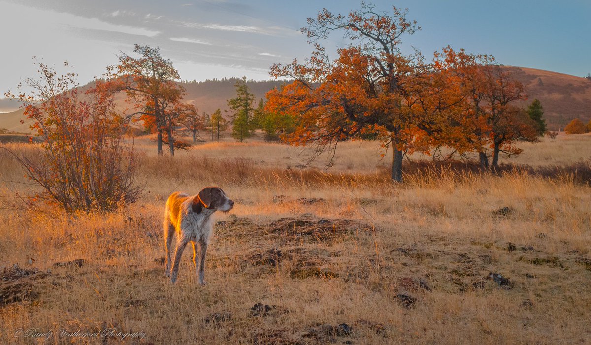 rwfool's tweet photo. #gundogoftheday #birddogoftheday #GanderDogs @pheasants4ever @quail4ever @JohnMDouglass1 @outdoorlife @SportsmensAll @OUTDChannel 
Rusty Merkel in the Columbia River Gorge near Mosier, Oregon. https://t.co/TC77Qoo15m