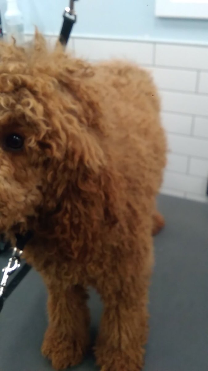 Marley 🐾 Stylist: David #northeastgrooming #longisland #2702 #extrememakeover @LauraG_DAT